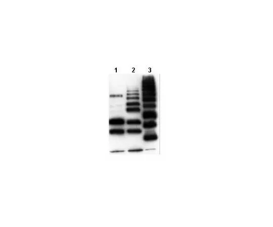 62-8368-18 Anti-Ubiquitinylated proteins, clone FK2; 100 μL 04-263