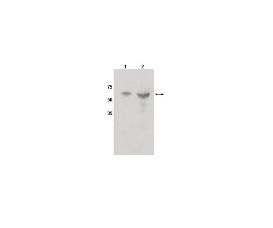 62-8454-09 Anti-CYP450 1A1; 100 μg AB10088