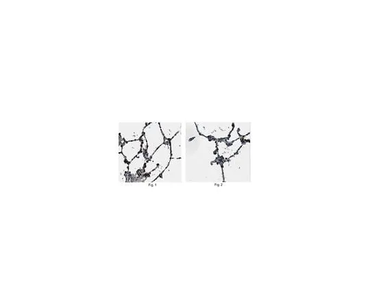 62-8456-72 Anti-SFTPC Antibody Cat. No. ABC99 ABC99