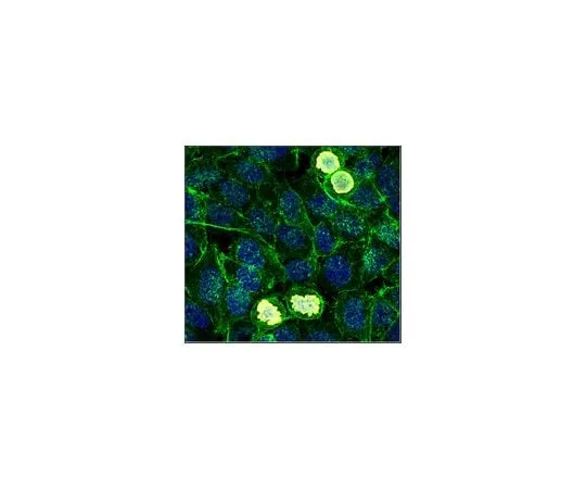 62-8381-67 Anti-phospho Histone H3 (Ser10), Alexa Fluor(R) 647 Conjugate 06-570-AF647