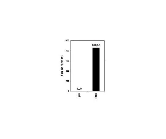 62-8393-60 ChIPAb+ RNA Pol II - ChIP Validated Antibody and Primer Set 17-620