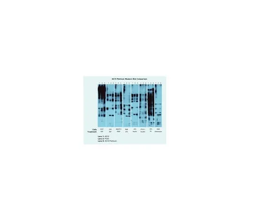 62-8374-05 Anti-Phosphotyrosine, 4G10(R) Platinum; 30 μL 05-1050X