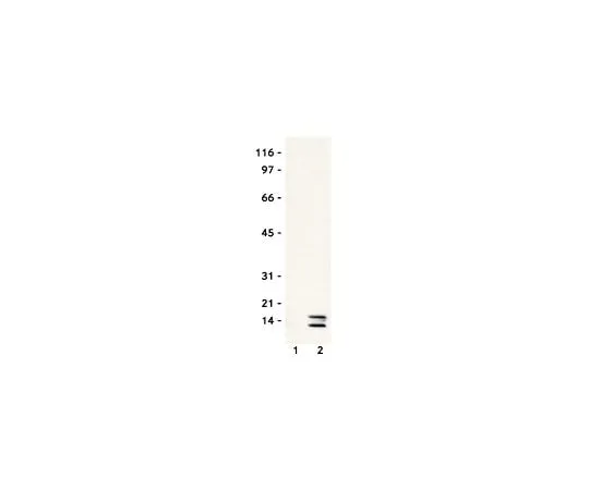 62-8381-76 Anti-acetyl-Histone H4; 200 μg 06-598