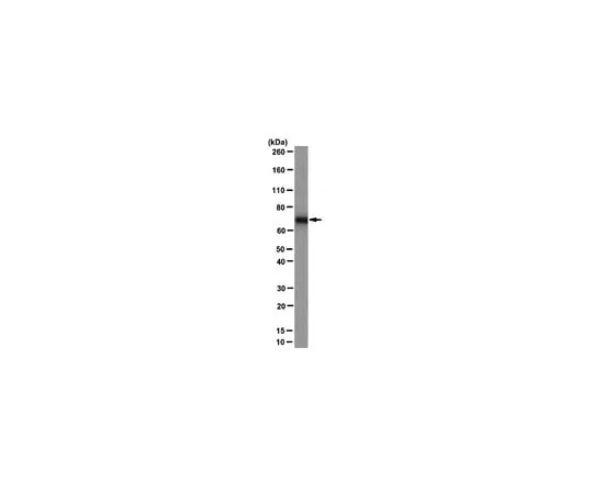 62-8369-12 Anti-PABP 1, clone 10E10; 100 μg 04-1467
