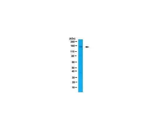 62-8461-35 Anti-Flightless-1 homolog ABE386