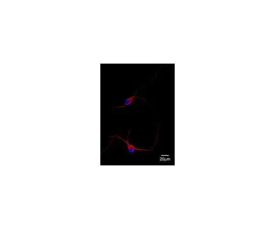 62-8450-52 Anti-MAP2; 50 μL AB5543