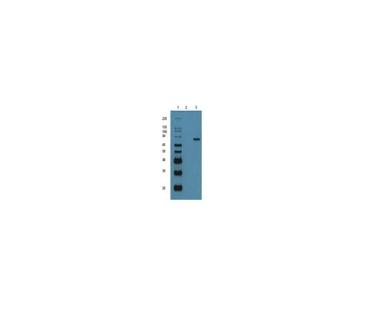 62-8391-76 p53-GST (recombinant protein); 50 μg 14-865