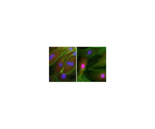 62-8463-87 Anti-NRF-1 Antibody ABE1844