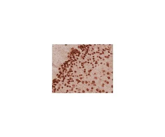 62-8465-69 Anti-NeuN purified; 100 μL ABN90P