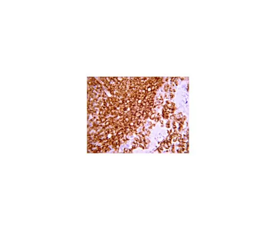 62-8374-85 Anti-CD45, Clone F10-89-4; 100 μg 05-1410