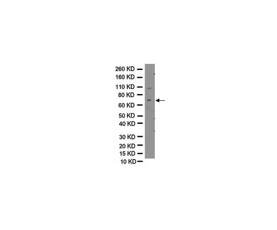 62-8449-10 Anti-Vesicular GABA Transporter (VGAT); 50 μg AB5062P
