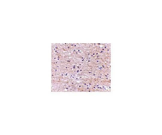 62-8462-39 Anti-SATB2 ABE600