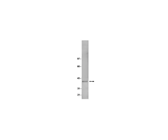 62-8381-19 Anti-Giα1/2; 50 μL 06-236