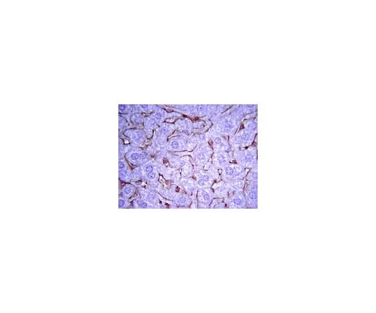 62-8444-47 Anti-Collagen, Type IV; 100 μg AB756P