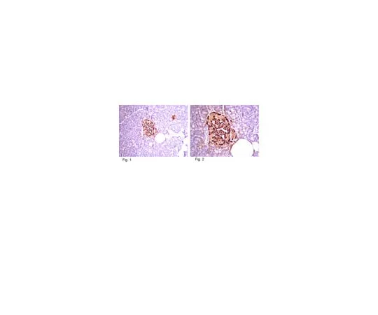 62-8374-26 Anti-Pro-Insulin C-Peptide, clone C-PEP-01; 1 mg 05-1109