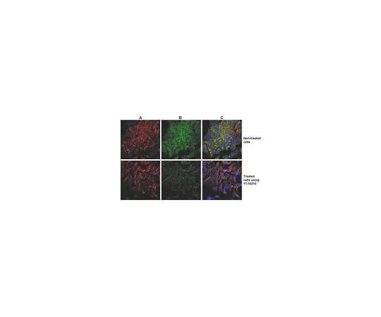 62-8394-54 ProteoExtract(R) Native Cytoskeleton Enrichment, 32 assays (1 kit) 17-10210
