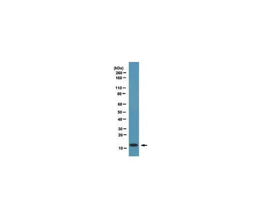 62-8388-96 Anti-FSP1/S100A4; 100 μg 7-74
