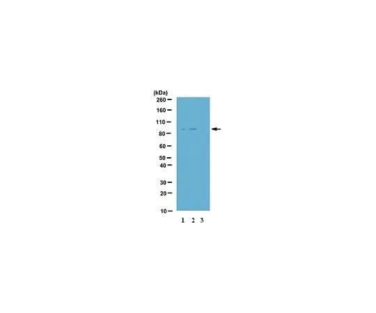 62-8383-24 Anti-phospho-IKK-epsilon (Ser172); 100 μL 06-1340
