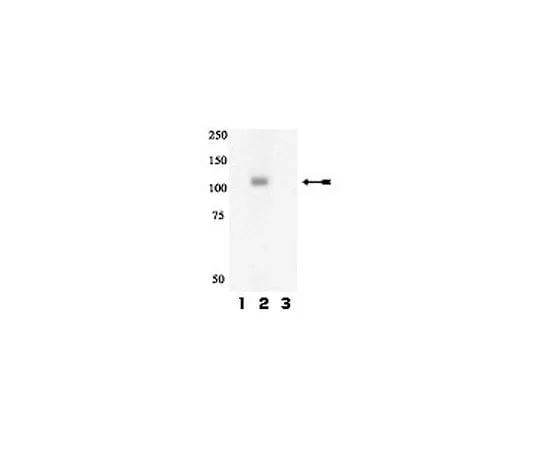 62-8386-76 anti-phospho-Gab1 (Tyr627); 100 μL 07-833