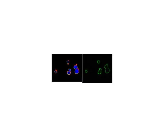 62-8373-25 Anti-Bcl-2 Antibody, clone AW604, Alexa Fluor(R) 488 Conjugate 05-826-AF488