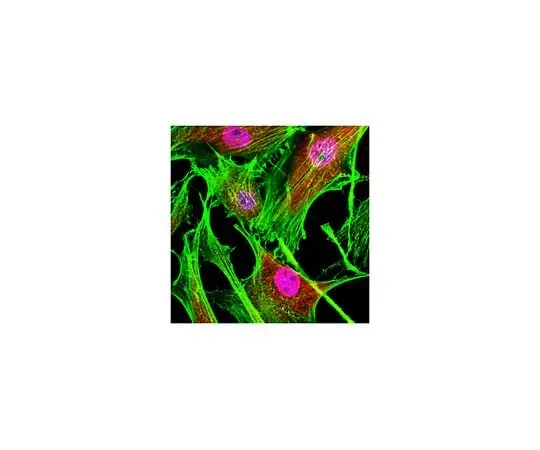 62-8382-31 Anti-Sin3A Antibody 06-913-I