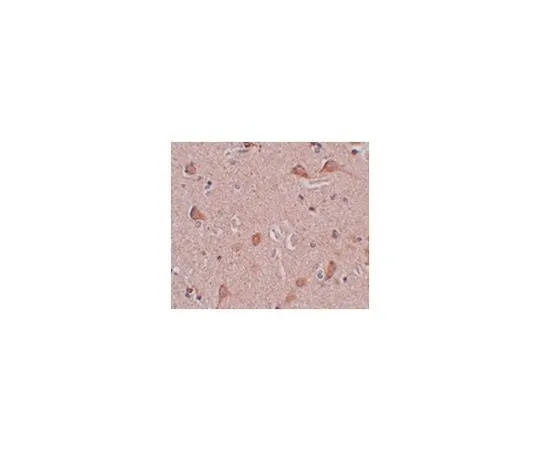 62-8467-53 Anti-SIPA1L1 ABN485