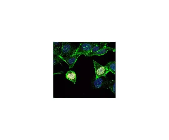 62-8373-10 Anti-phospho Histone H3 (Ser10) Antibody, clone 3H10, Alexa Fluor(R) 647 Conjugate 05-806-AF647
