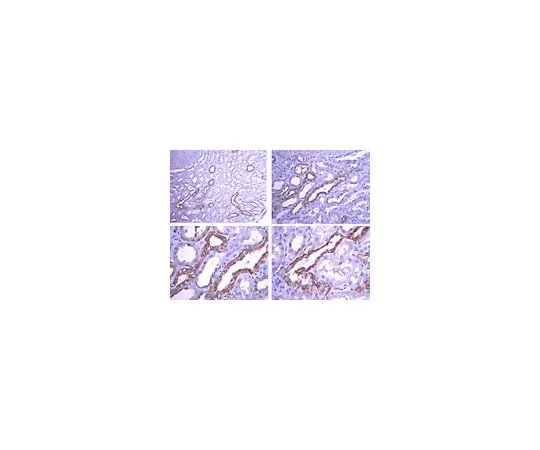 62-8387-61 Anti-GLUT-8, C-terminus; 50 μg 07-1407