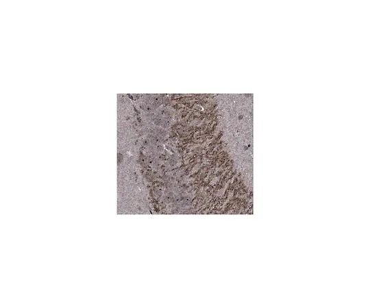 62-8466-64 Anti-SAPAP4 ABN334