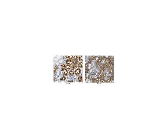 62-8446-44 Anti-Aquaporin 1; 100 μg AB2219