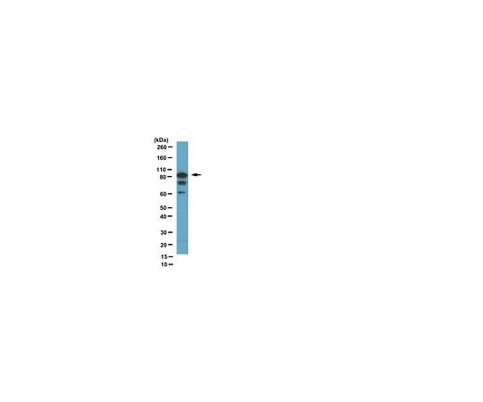62-8383-08 Anti-Cyclin T1; 100 μL 06-1289