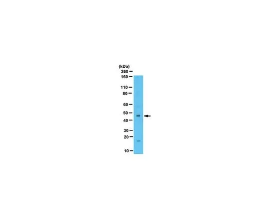 62-8461-04 Anti-Zinc Finger Protein 260 ABE295