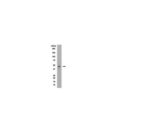 62-8368-07 Anti-Brachyury, clone 3E4.2; 100 μg 04-135