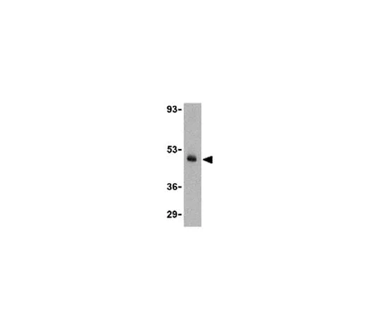 62-8467-35 Anti-CX3CL1 ABN467