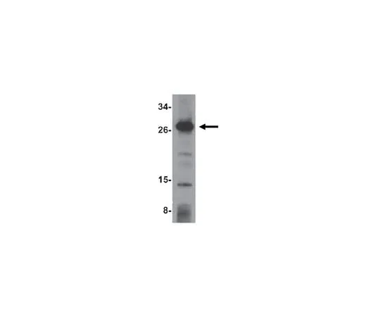 62-8458-76 Anti-OCIAD1 Antibody ABC828 ABC828