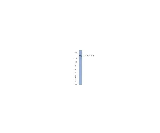 62-8454-93 Anti-Neurofascin, common epitope; 100 μg AB15188