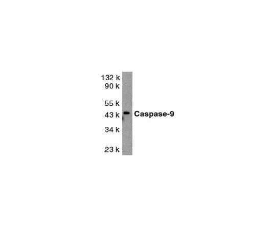 62-8456-14 Anti-Caspase 9, proform and lg. subunit; 100 μg AB16969