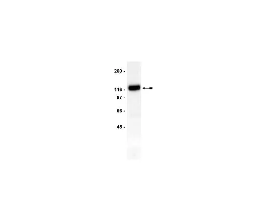 62-8371-18 Anti-Cbl, clone 7G10; 200 μg 05-440