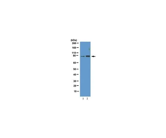 62-8388-56 Anti-phospho-FOXO1 (Thr24); 100 μg 7-26