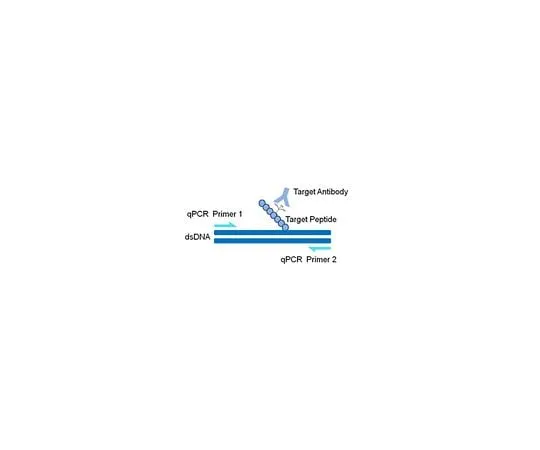 62-8395-06 AccuChIP(TM) Trimethyl-Histone H3 (Lys27) Chromatin Immunoprecipitation Internal Control 17-10502