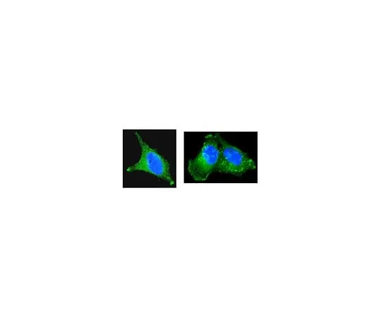 62-8392-47 Anti-Cortactin (p80/85), clone 4F11, Alexa Fluor(R) 488 conjugate; 100 μg 16-228