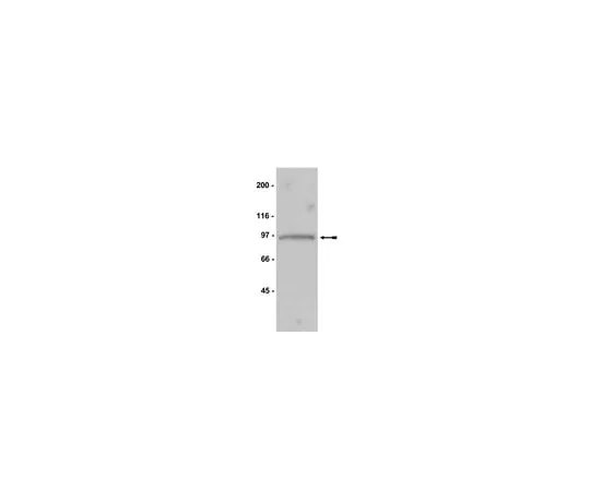 62-8372-43 Anti-Mps1, NT, clone 3-472-1; 200 μg 05-682