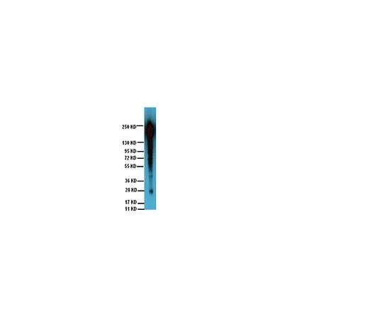 62-8392-10 Anti-Phosphotyrosine, clone 4G10R, Biotin Conjugate; 100 μg 16-103