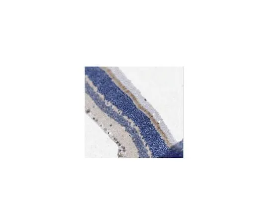 62-8466-18 Anti-PRCD ABN212