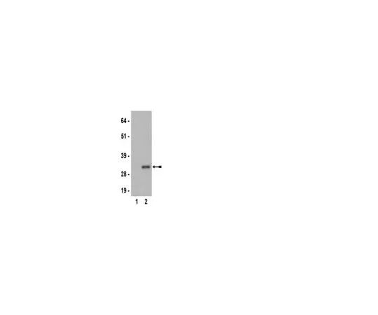 62-8368-61 Anti-phospho-Ribosomal Protein S6 (Ser235), clone MC27; 100 μL 04-795
