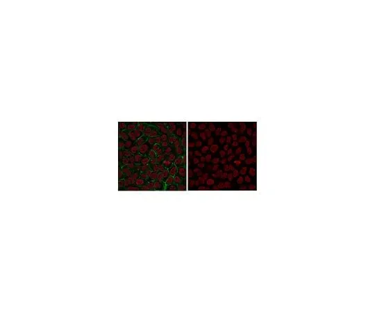 62-8383-56 Anti-dimethyl Histone H3 (Lys4) Antibody, Alexa Fluor(R) 555 Conjugate 07-030-AF555