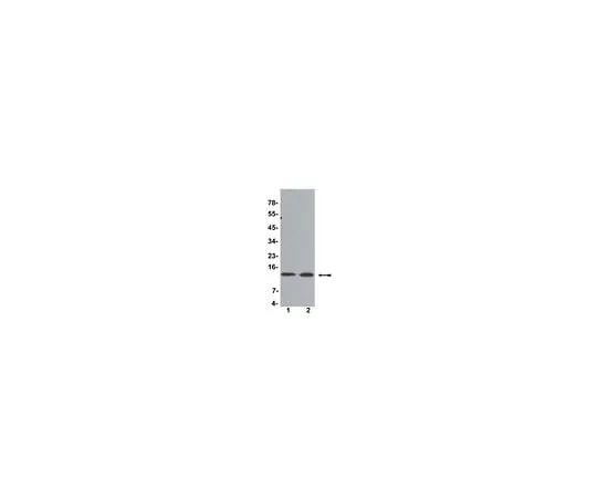 62-8383-73 Anti-Histone H4; 200 μL 07-108