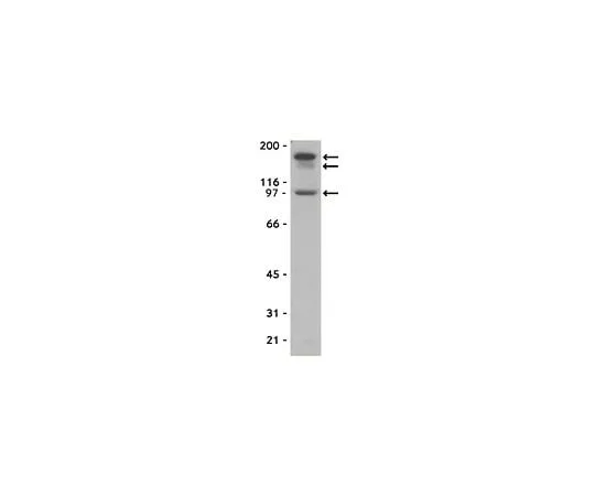 62-8384-48 Anti-Partitioning-defective 3; 200 μg 07-330