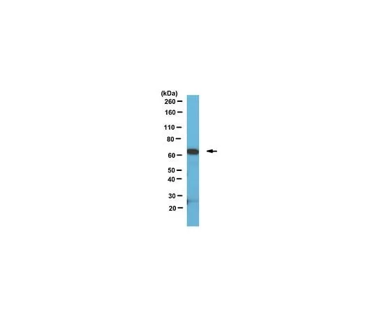 62-8462-26 Anti-SOX9 Antibody Cat. No. ABE571 ABE571