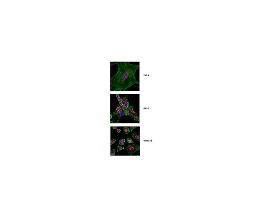 62-8463-28 Anti-SF3b155 (SAP 155) ABE1312